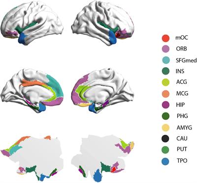 Validation of Olfactory Network Based on Brain Structural Connectivity and Its Association With Olfactory Test Scores